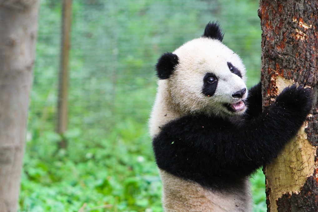 Les 3 meilleurs endroits pour admirer les pandas géants en Chine