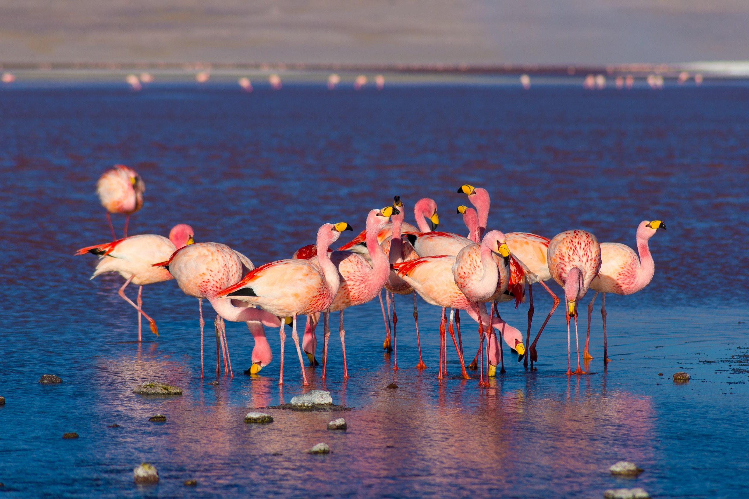 Où observer les flamants roses en Bolivie ?