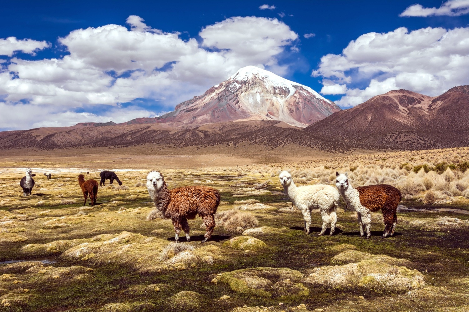Parc Sajama