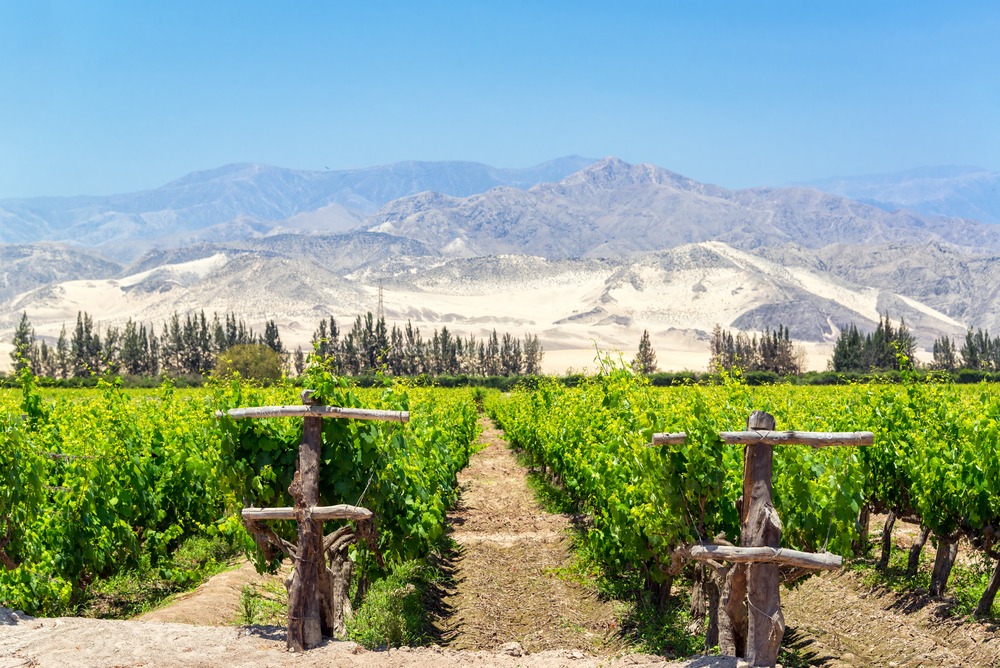La route du pisco et du vin à Ica