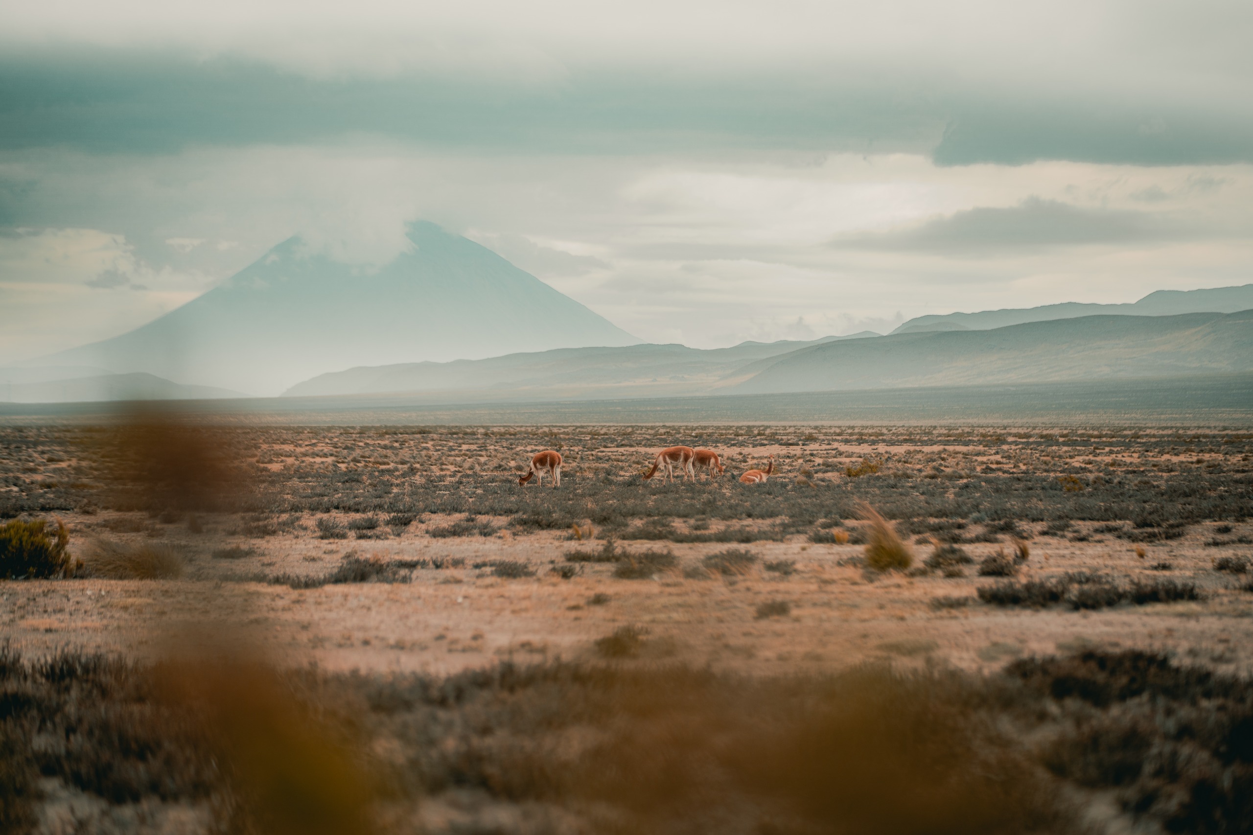 Réserve Nationale de Pampa Cañahuas