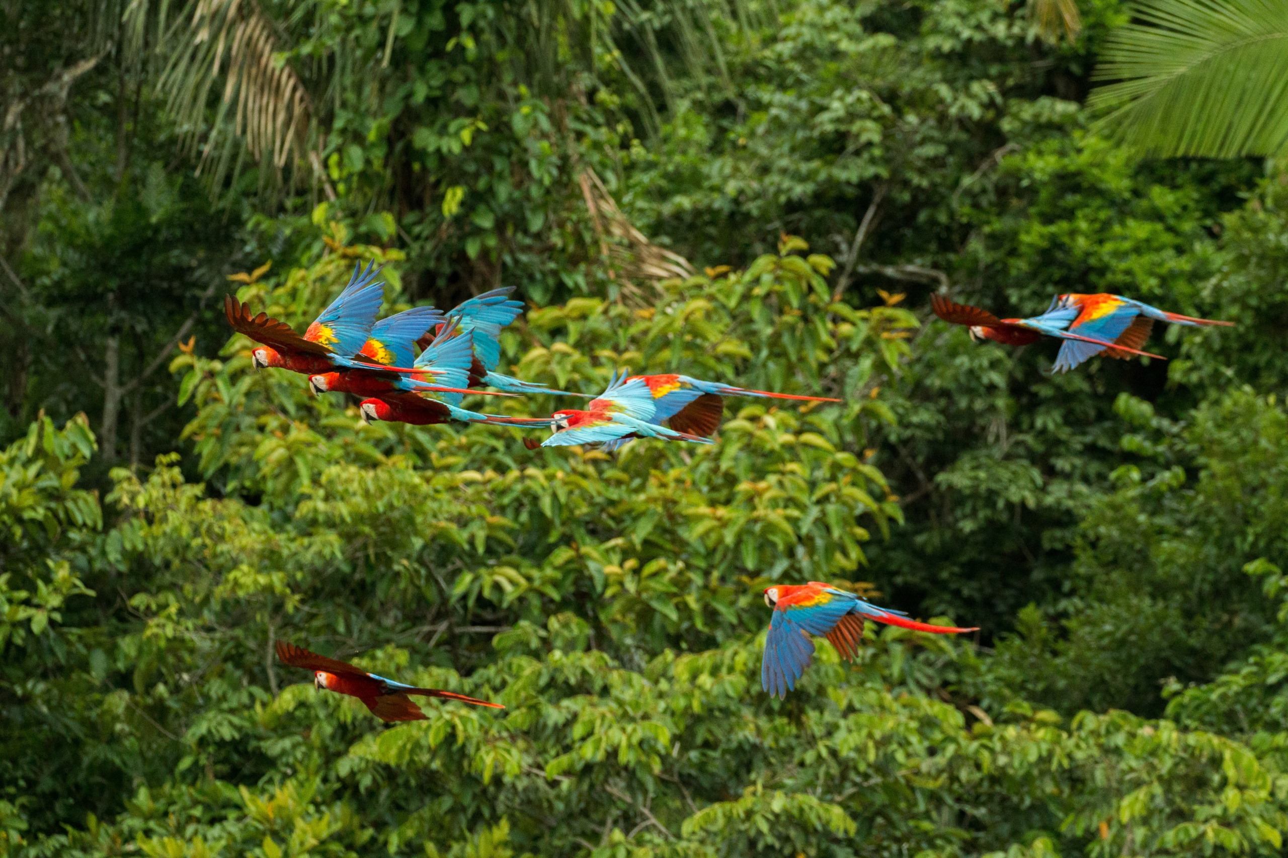 Réserve nationale de Tambopata