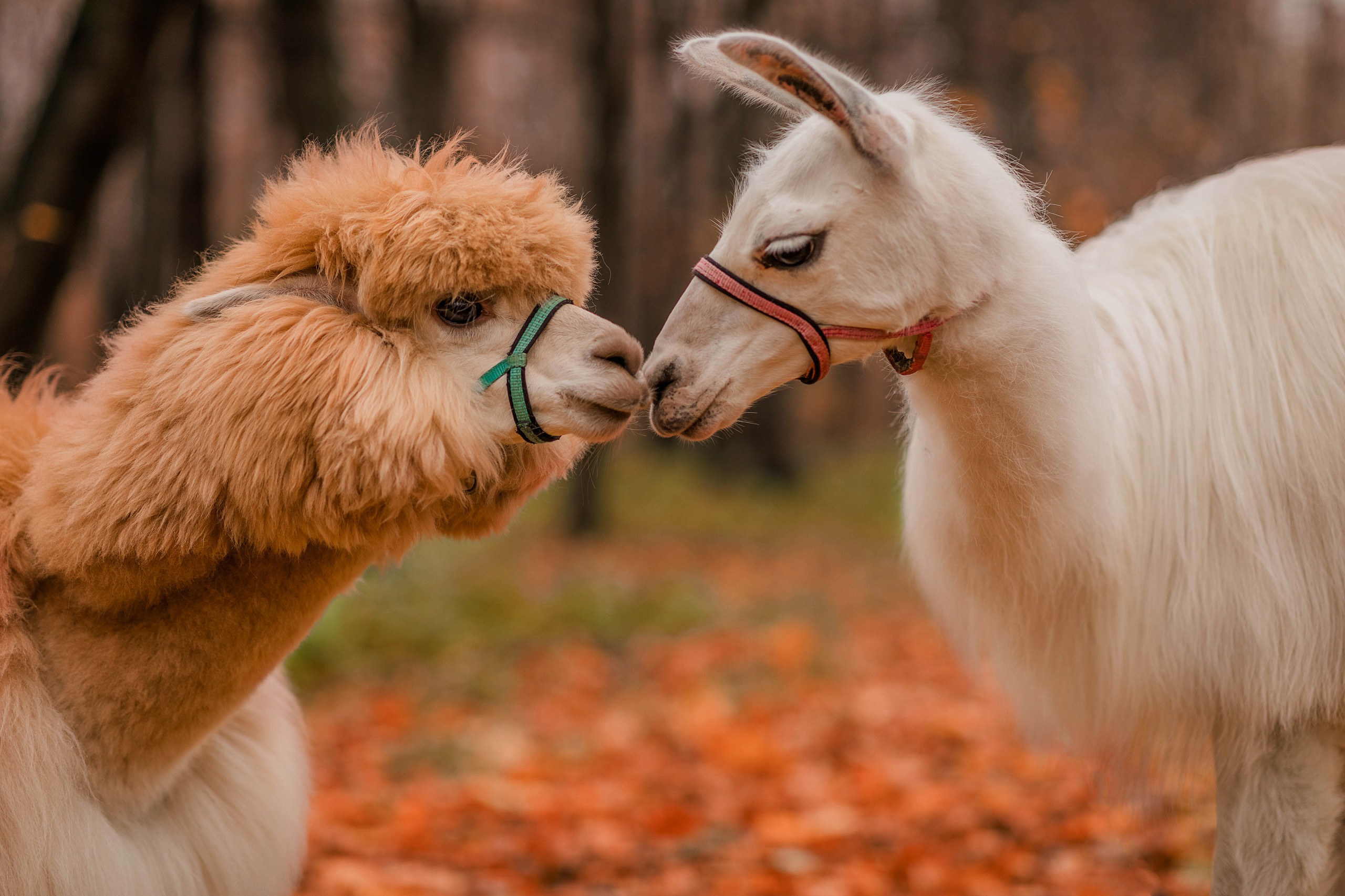 Llama y alpaca: ¿cómo diferenciarlos?