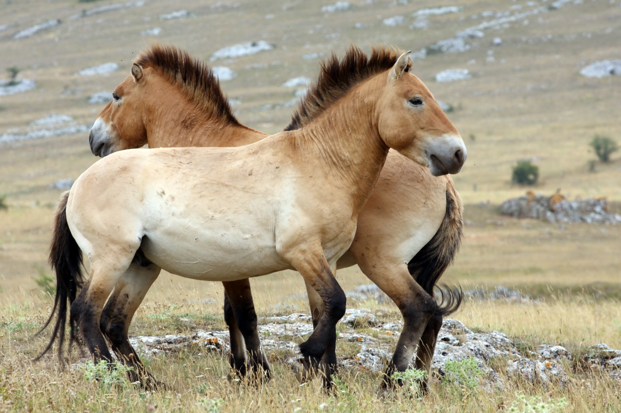 Khustain Nuruu National Park