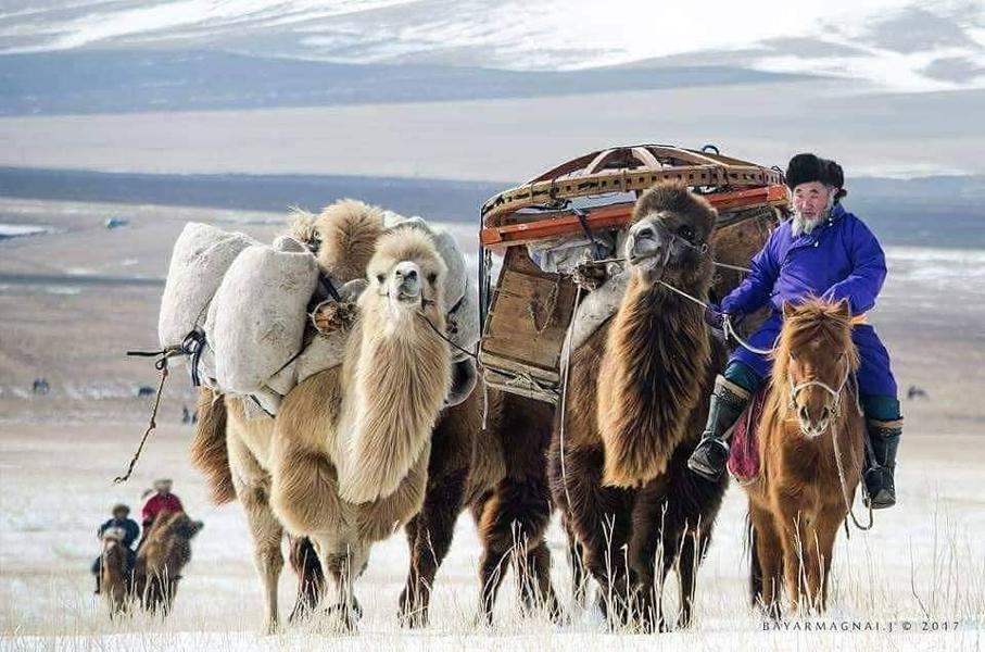 The Mongolian Camel, at the Heart of Culture and Conservation Efforts