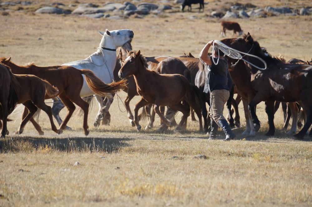 Crossing Mongolia on horseback for a worthy cause