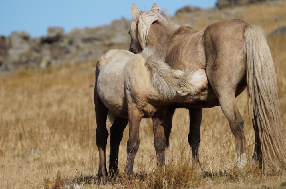 Crossing Mongolia on horseback for a worthy cause