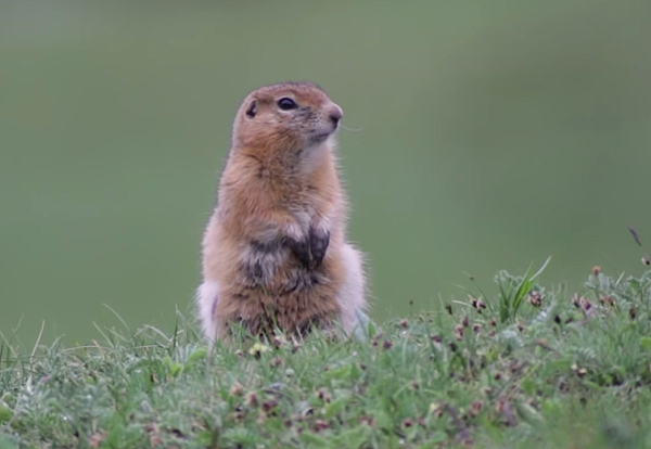 Où aller pour observer la faune de Mongolie