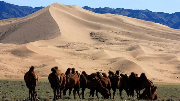 Où aller pour observer la faune de Mongolie
