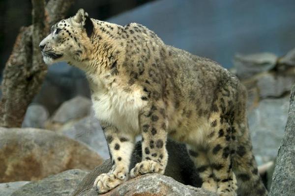 Où aller pour observer la faune de Mongolie