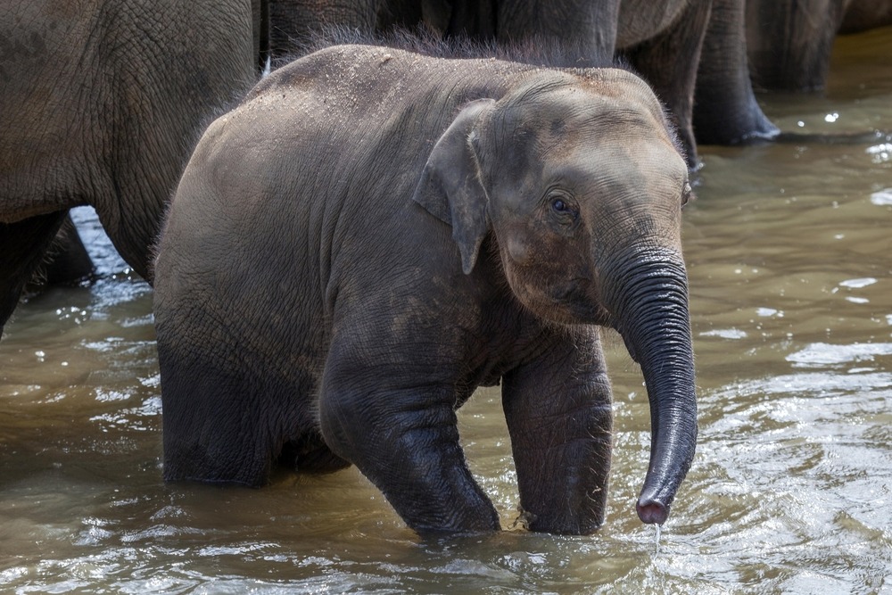 Millennium Elephant Foundation