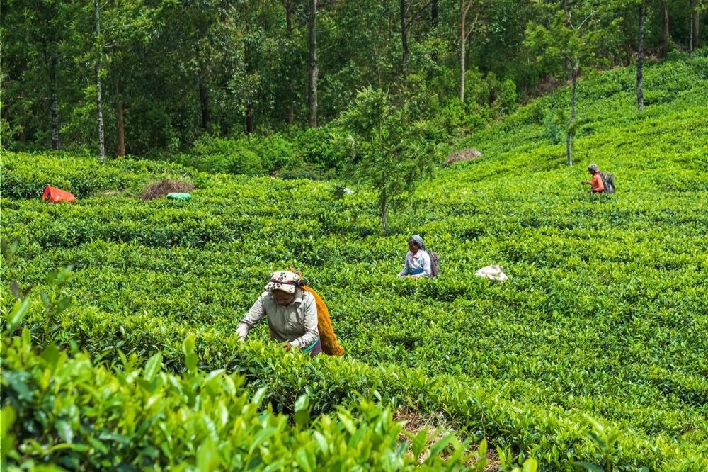 8 activités insolites à faire au Sri Lanka