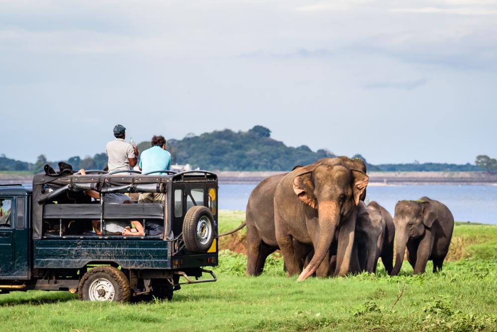 8 activités insolites à faire au Sri Lanka