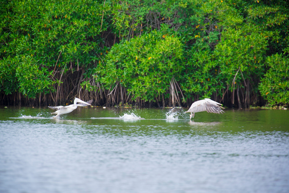 Muthurajawela Wetlands