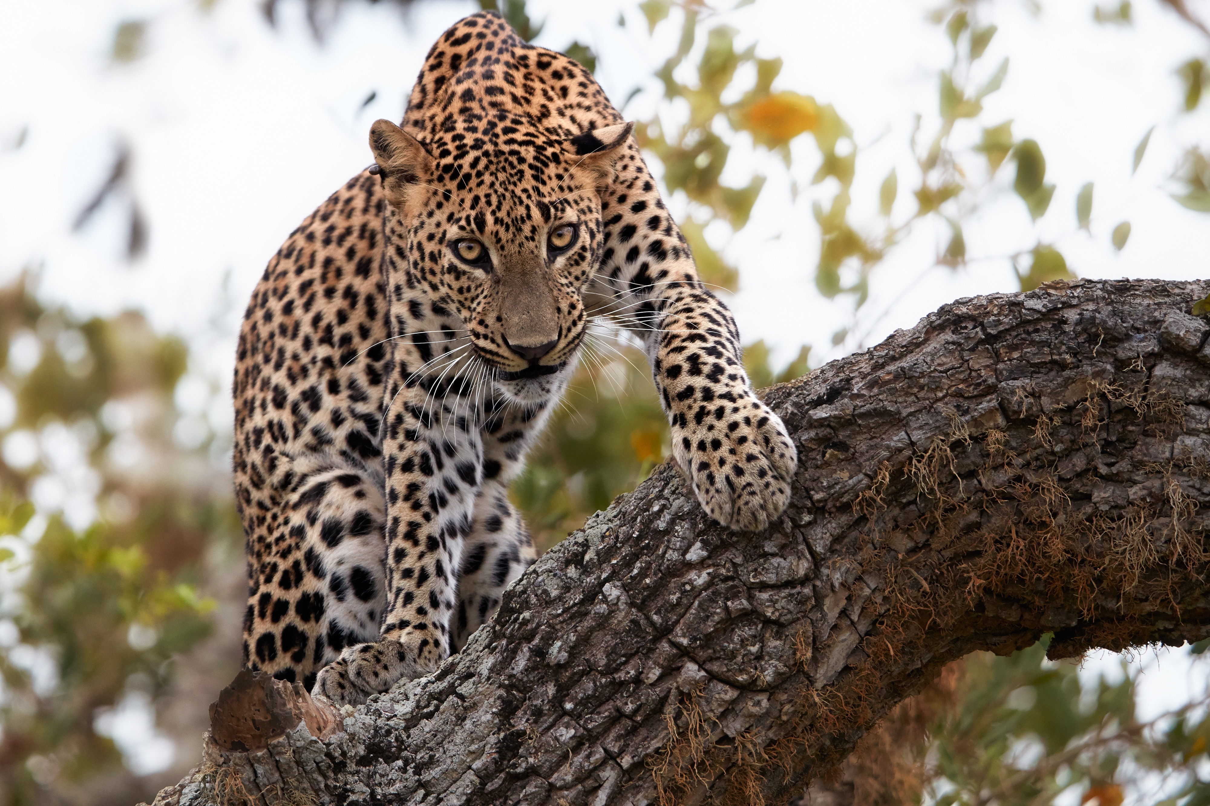 Parc National de Yala