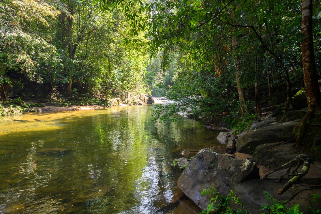 La réserve naturelle de Sinharâja