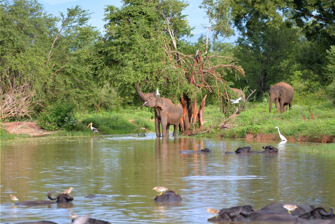 Parc national Udawalawe