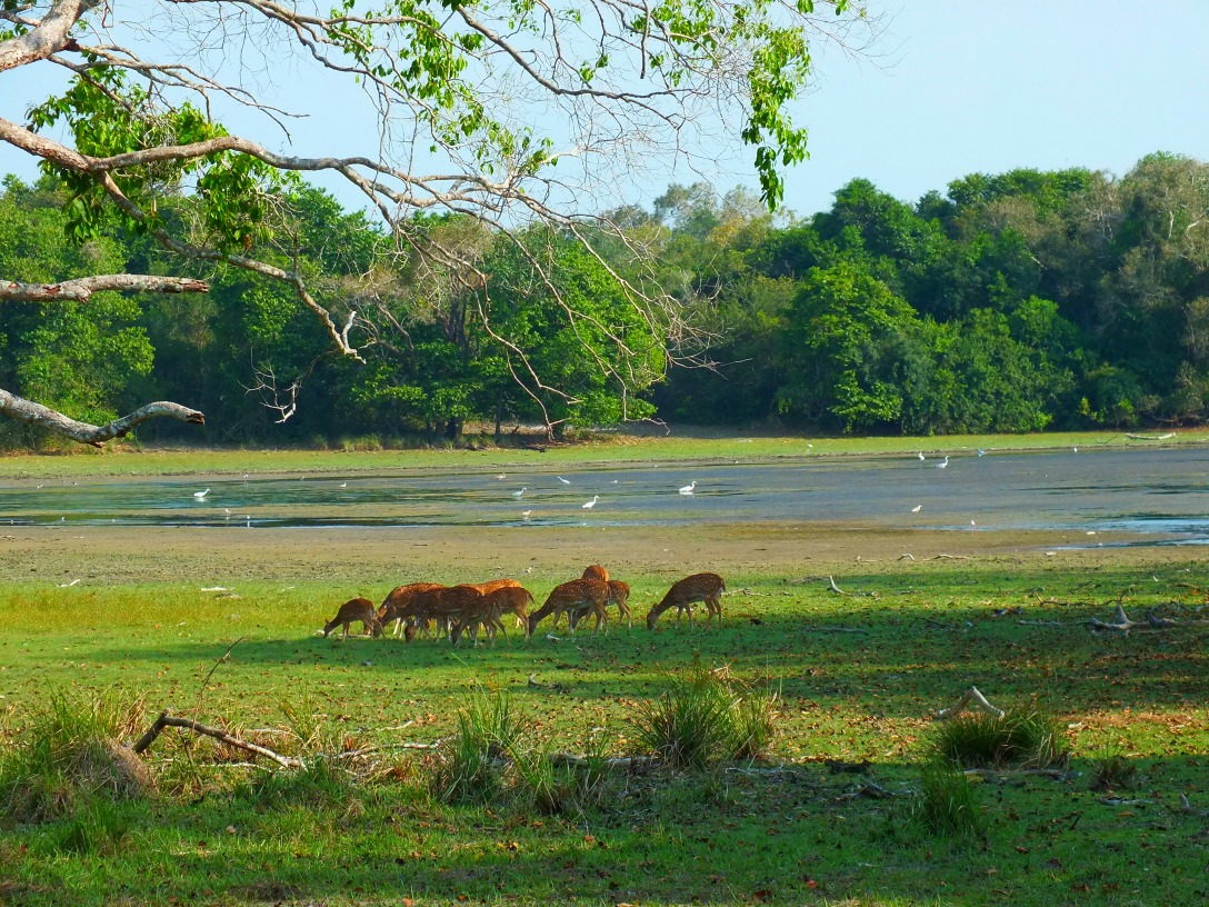 Parc national de Wilpattu