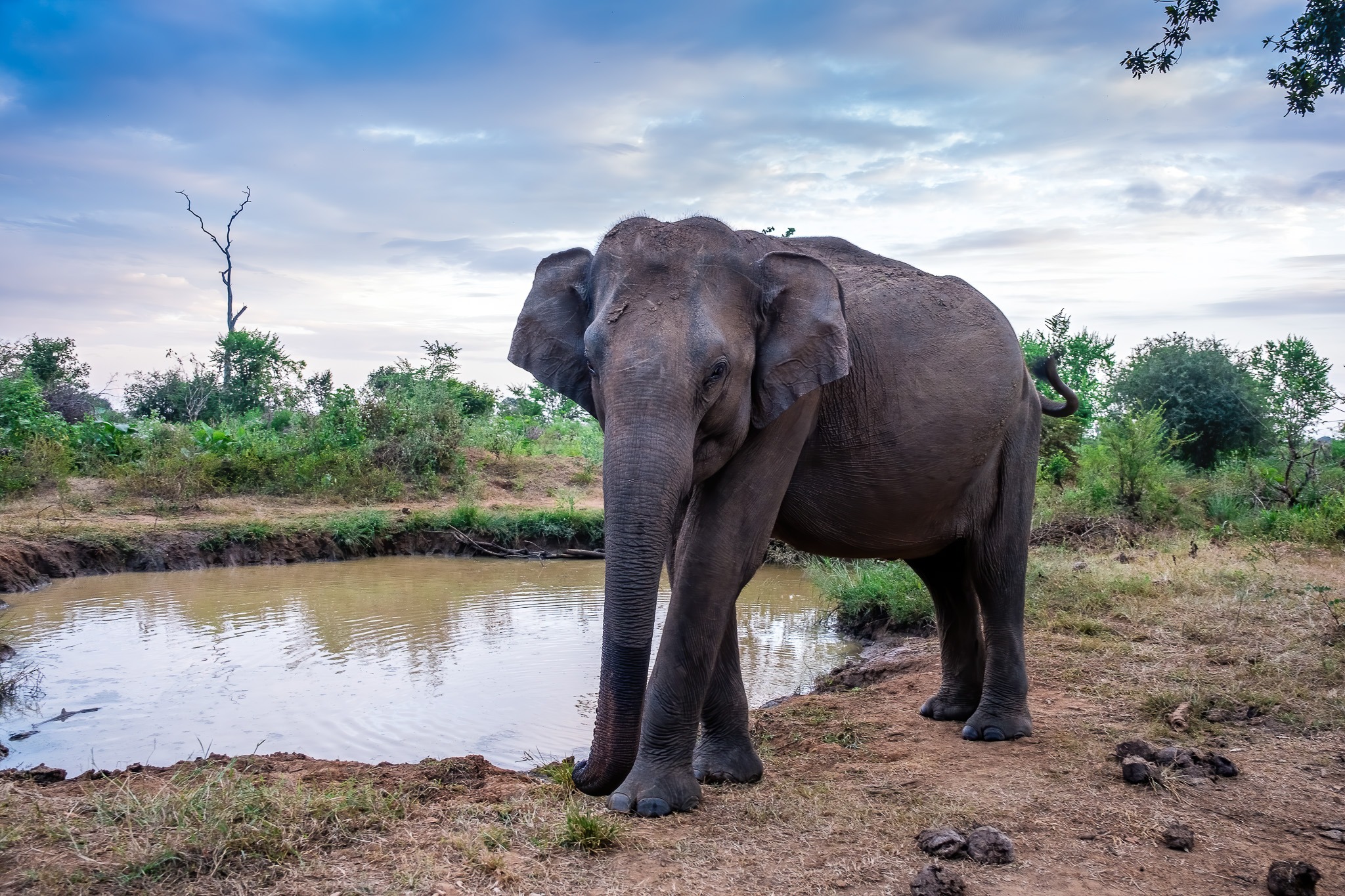 Vie sauvage et ornithologie au Sri Lanka