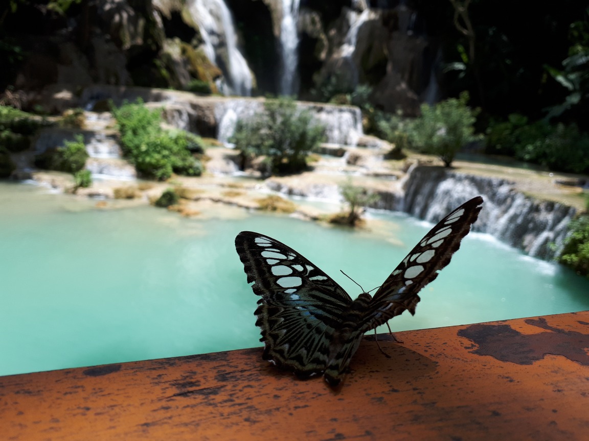 Le parc des papillons de Kuang Si