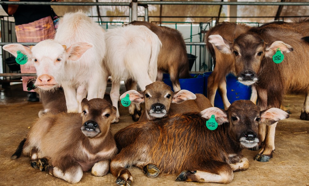 Lao Buffalo Dairy