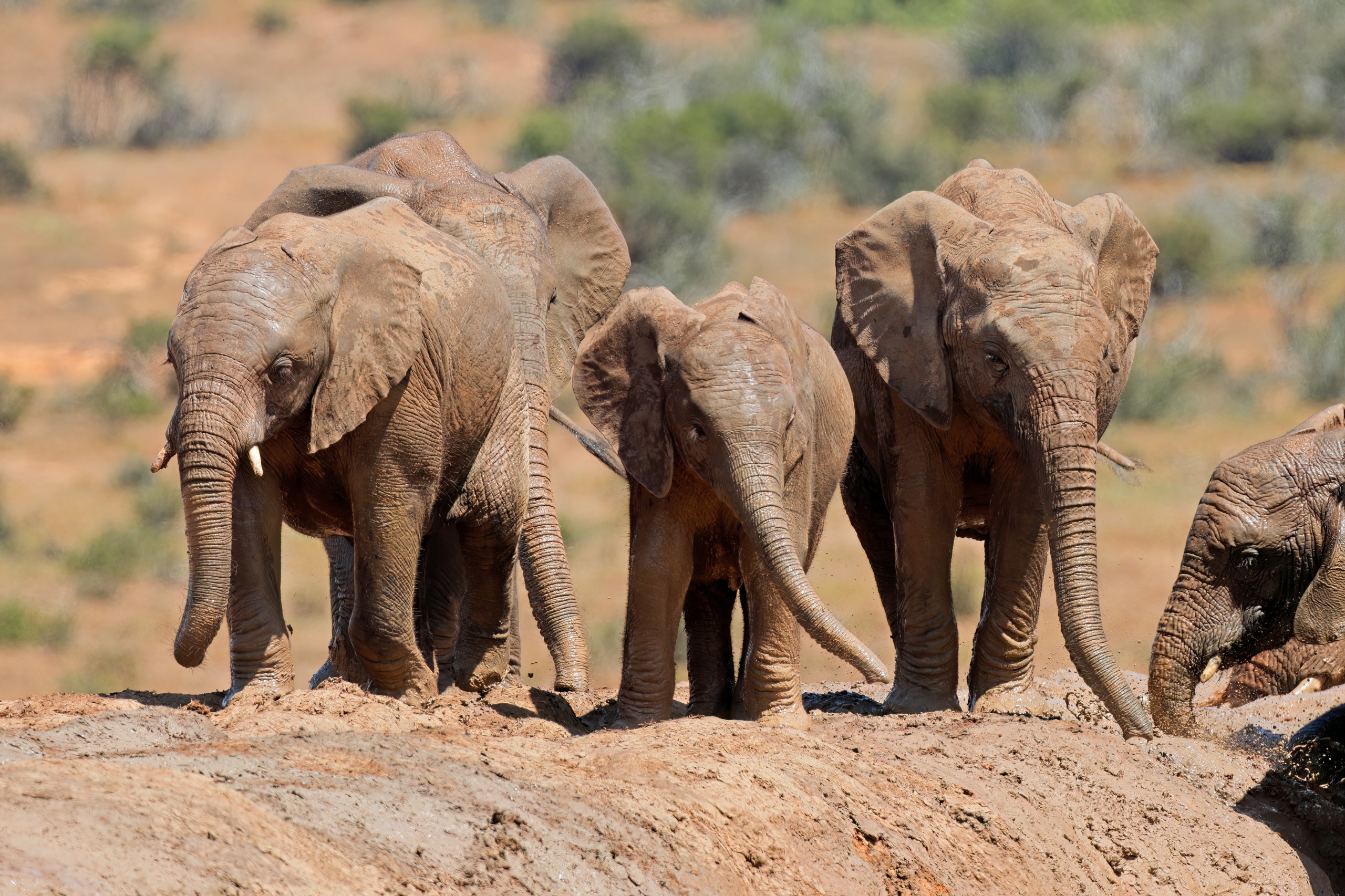 Où voir les éléphants au Laos