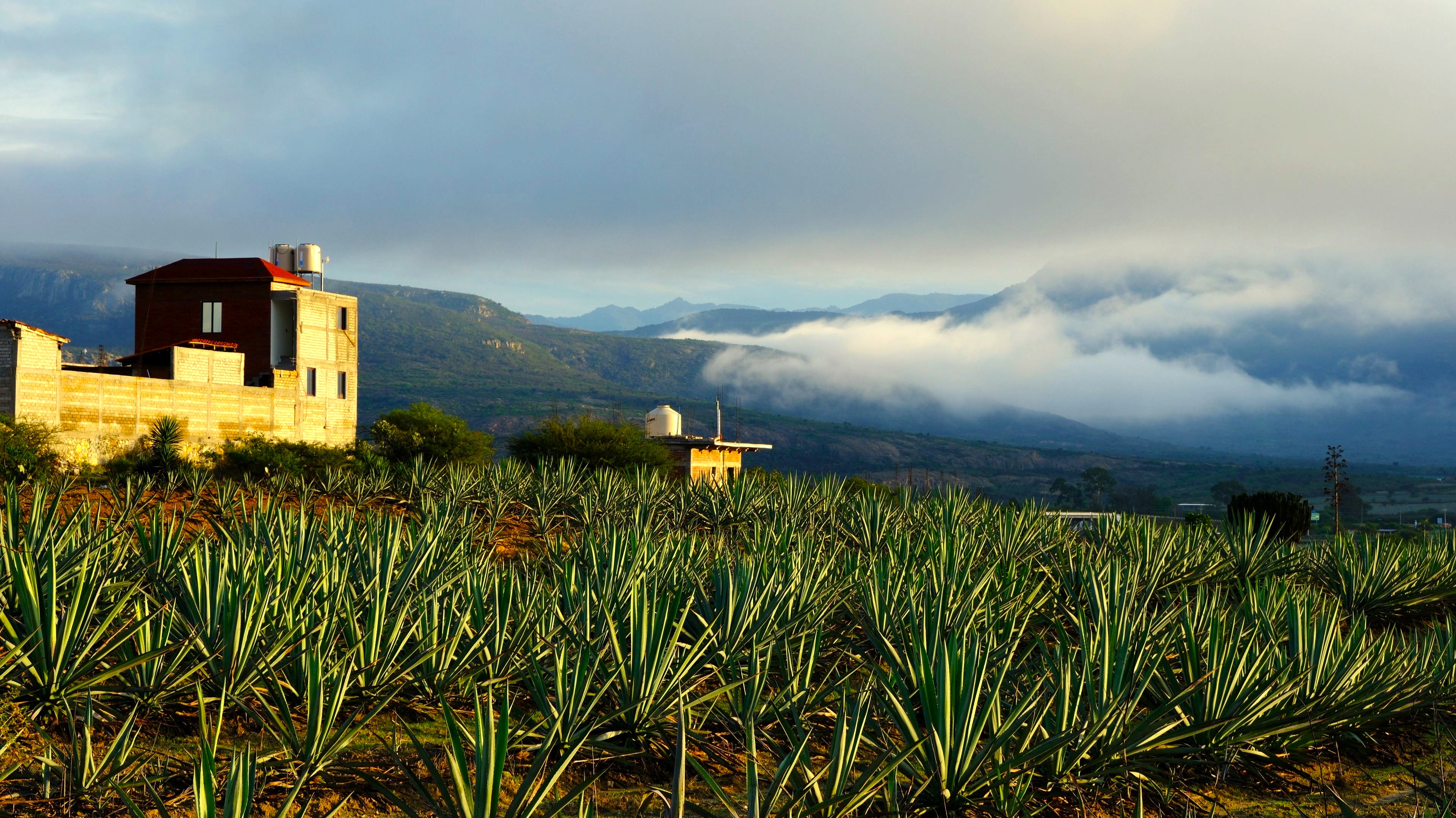 Oaxaca and Indigenous South