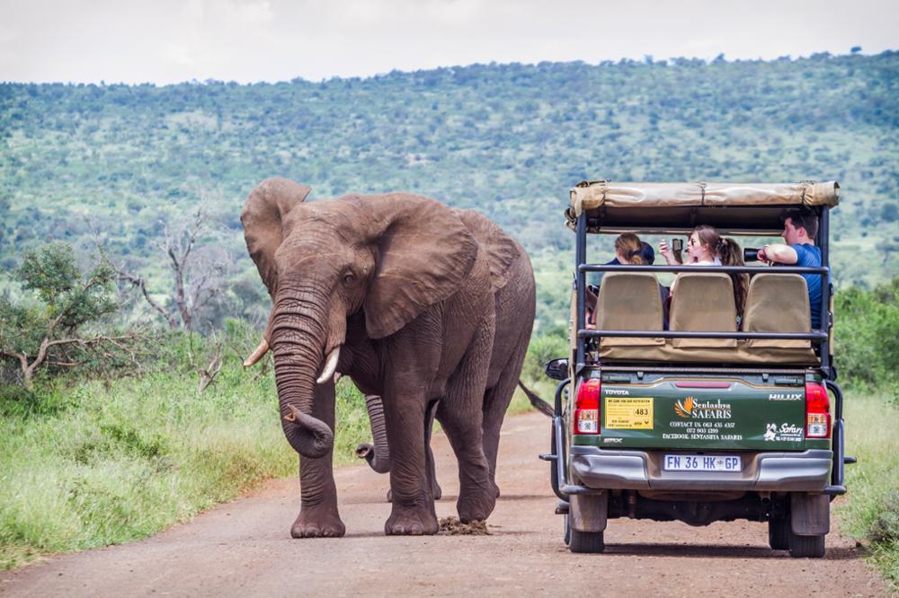 Les 3 meilleurs safaris d'Afrique à faire en famille