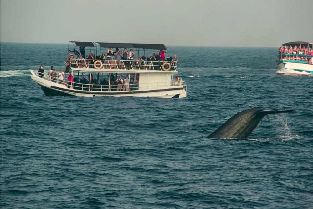 Maltraitance animale : 3 activités touristiques dont on n’imagine pas les conséquences 