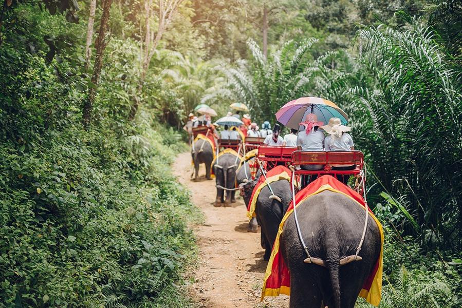 Maltraitance animale : les 5 attractions touristiques à éviter