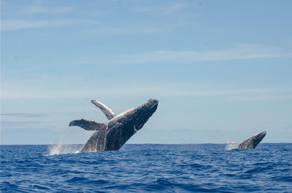 Île de la Réunion