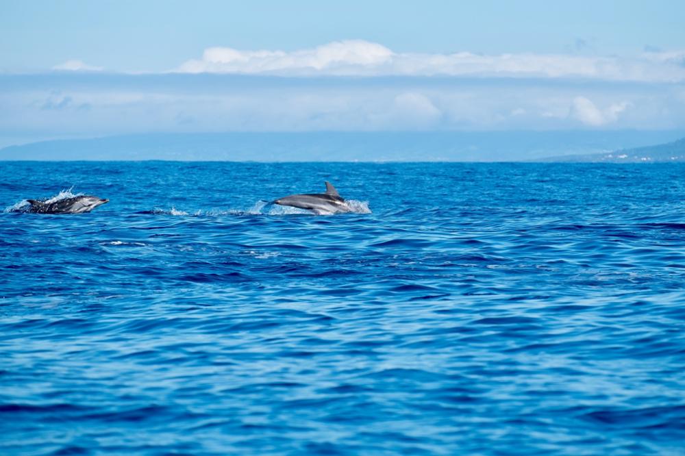 Archipel des Açores, Portugal