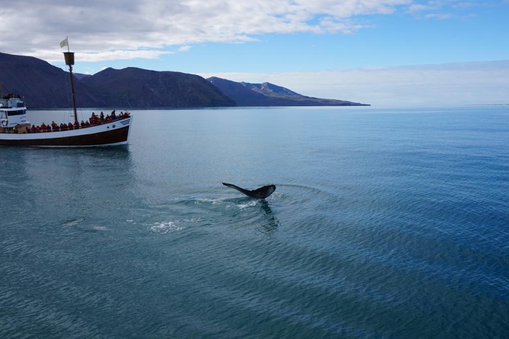 Quels sont les meilleurs endroits au monde pour voir des baleines ?