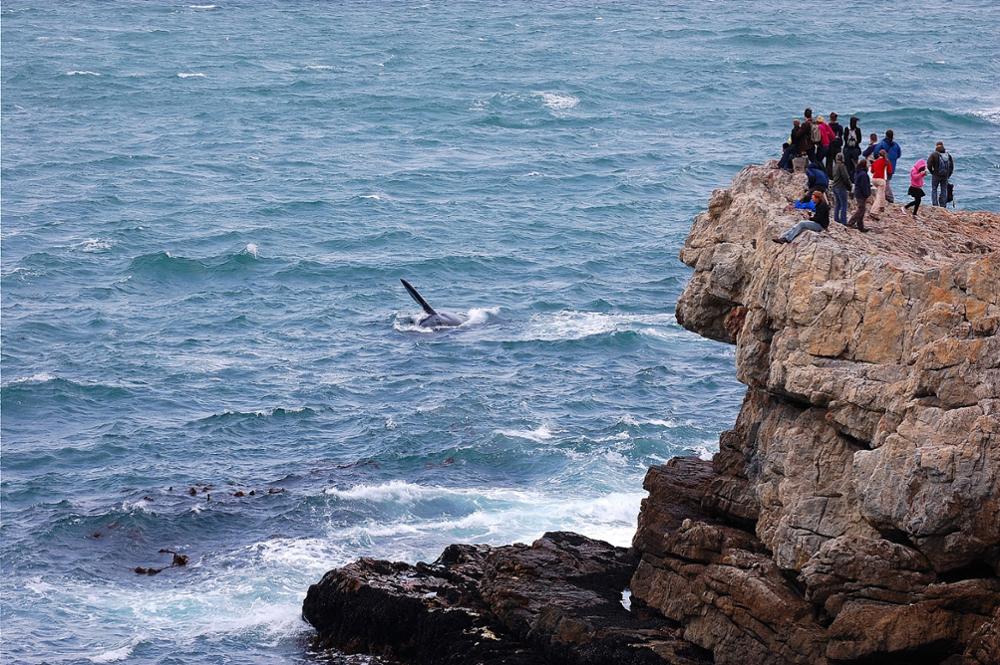 Hermanus, Afrique du Sud
