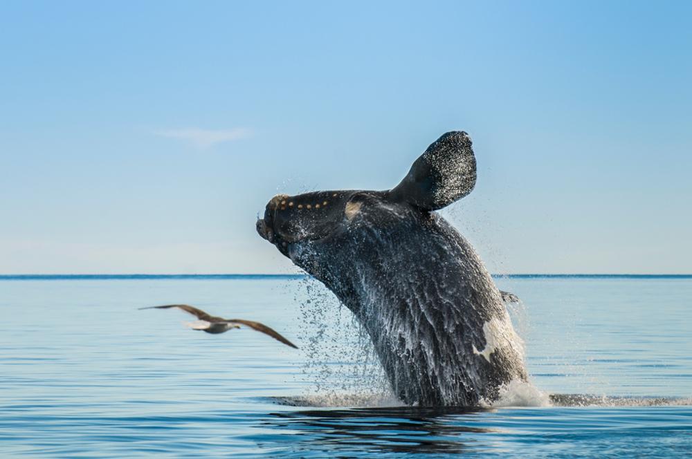 Baleine en Patagonie