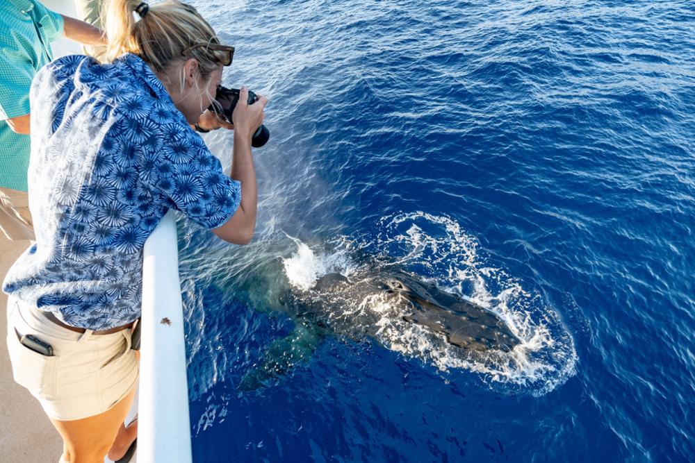Baleines à Maui, Hawaï