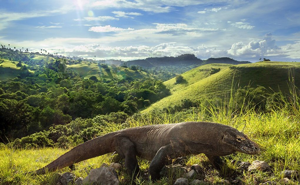 Sulawesi, Java, Bali, Flores & Komodo - Indonesia Travel | Azimuth